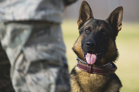 An elite group of four-legged Airmen training at Hill AFB – Hilltop Times